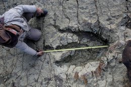 Naukowcy odnaleźli największy na świecie ślad dinozaura