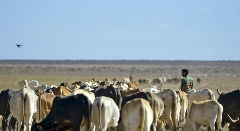 Kenya, like elsewhere in the Horn of Africa, is currently suffering from drought