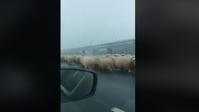 Szamarak és juhok százait terelte az autópályán egy pásztor, drágán megfizetett érte – videó