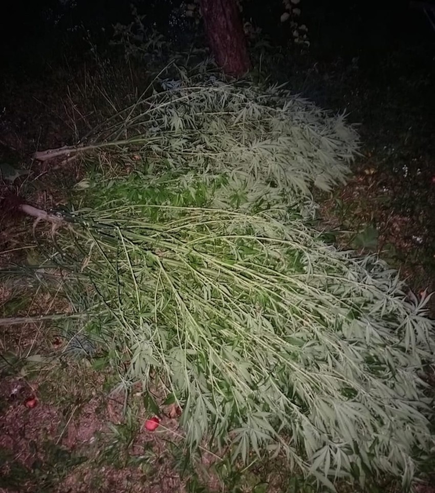 Plantaža marihuane u Nikšiću