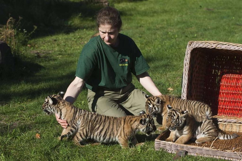 Pokazali małe tygryski. Są słodkie!