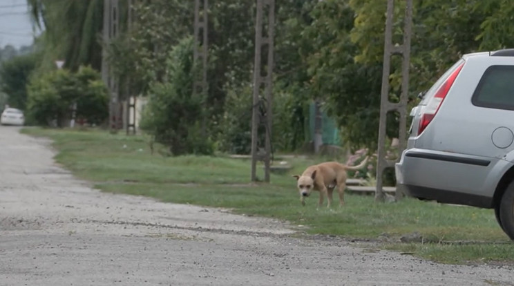 Rollerező kisgyermekre támadt egy megvadult kutya Borsodban /Fotó: TV2