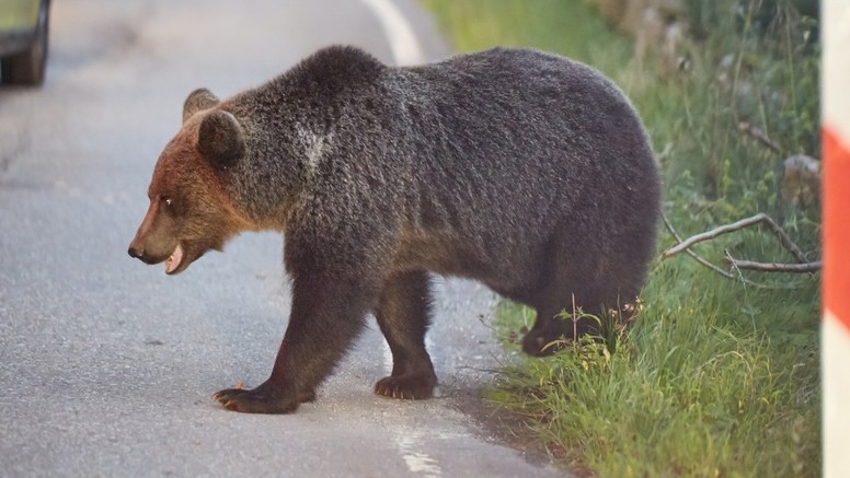 V okolí obce Beluša sa pohybuje zranený medveď. (ilustračné foto)