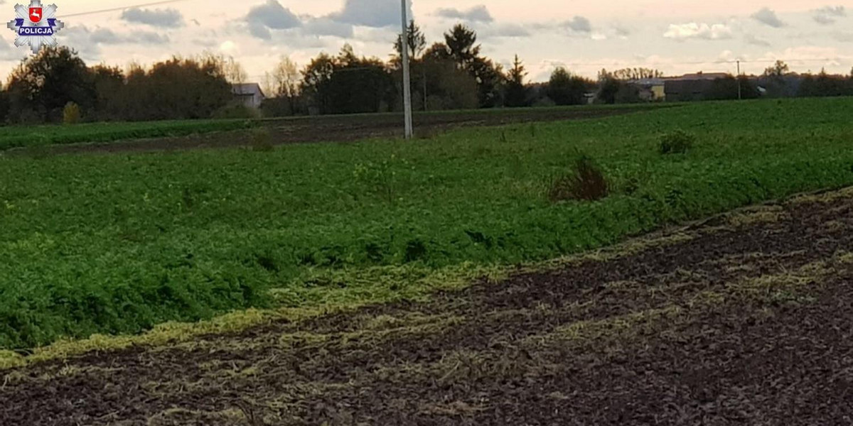 Hrubieszów: rodzinna kradzież pietruszki z pola