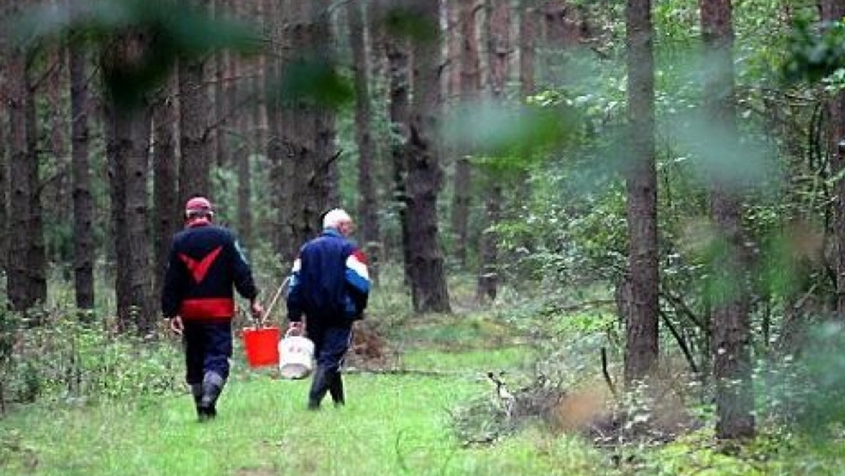 Podczas sezonu grzybiarskiego więcej roboty mają nie tylko miłośnicy leśnych spacerów, ale także policjanci. Zielonogórscy funkcjonariusze z Zespołu Poszukiwań odebrali w ostatnich dniach kilka zgłoszeń o zaginięciu w lasach grzybiarzy w podeszłym wieku.