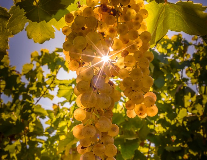 Vinoterápia: márpedig a tokaji aszú gyógyszer - erre használhatja