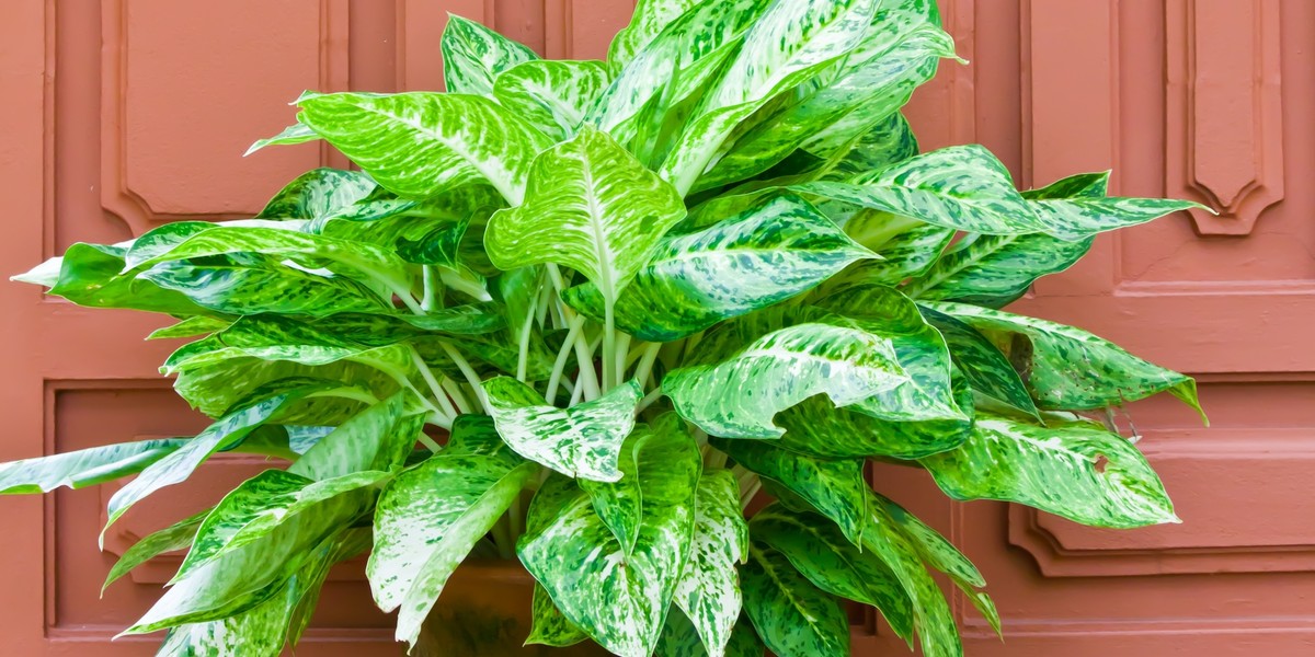 Aglaonema