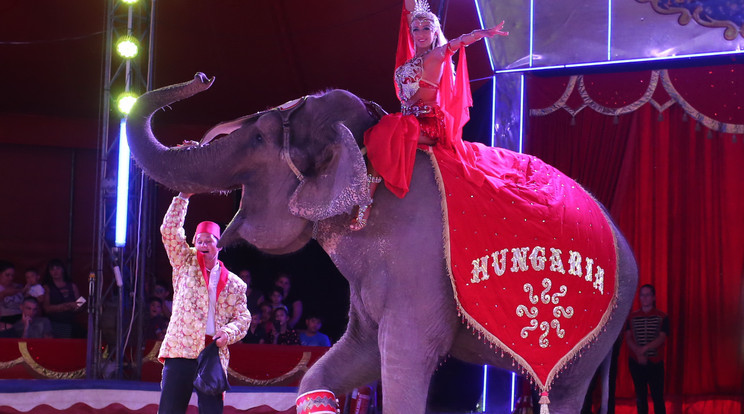 A cirkusz porondján színvonalas produkcikat láthat a nagyérdemű /Fotó: Weber Zsolt