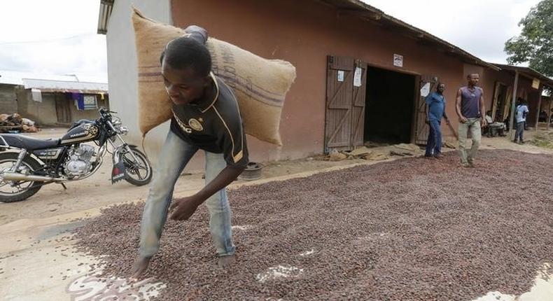 A man carries a cocoa bag while walking over cocoa beans left out to dry in Niable, at the border between Ivory Coast and Ghana, June 19, 2014. Picture taken June 19, 2014.    REUTERS/Thierry Gouegnon