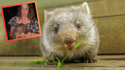 Skandal w Australii. Turystka zabrała wombata i uciekła. Teraz ma problemy