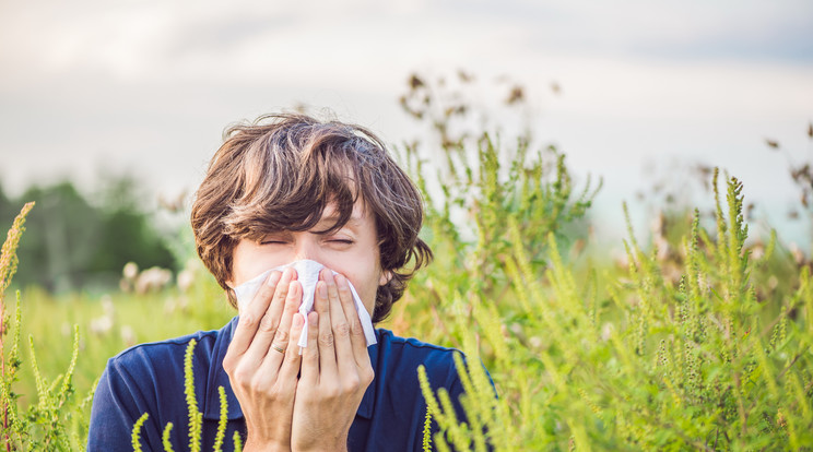 A pollenallergia sokaknál vált ki a megfázás-hoz hasonló tünetekkel járó szénanáthát. / Fotó: shutterstock