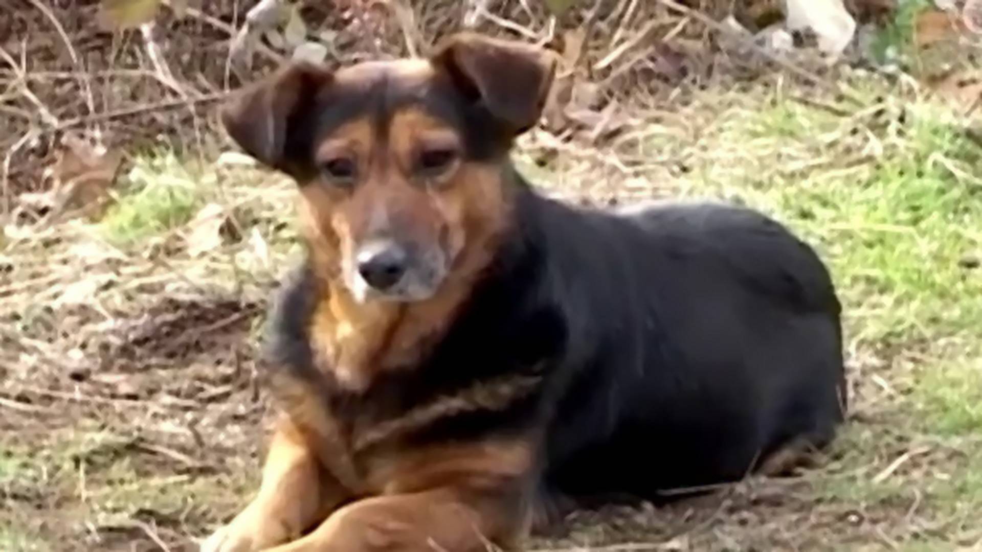 Pas iz Kuršumlije svakog dana čeka vlasnika koji se neće vratiti