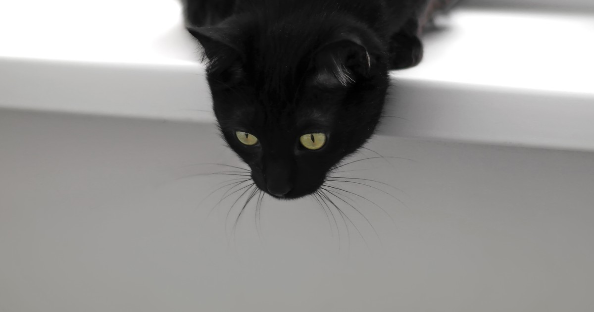 Gdy termin eutanazji został wyznaczony, kotka poczuła się lepiej. "Fałszywy alarm"