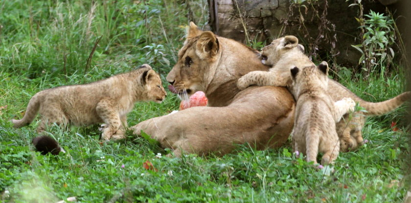 Oto lwiątka z zoo w Gdańsku. Bolek, Lolek i Tola