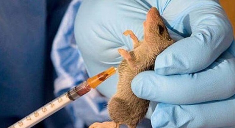 A rat is being used for test on the Lassa Fever virus.