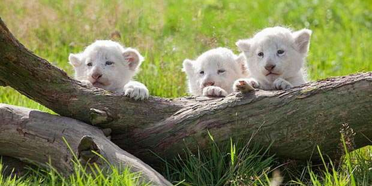 Urodziły się białe lwiątka. Zdjęcia!