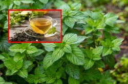 Mięta na trawienie i ból głowy. Działa cuda, a na dodatek jest banalnie prosta w uprawie