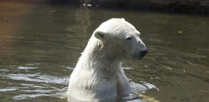 Kłócą się o miliony po Knucie