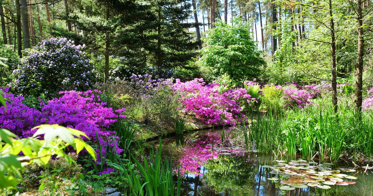 Syców, skarb, który warto odkryć. Niegdyś rosły tu choćby ananasy!