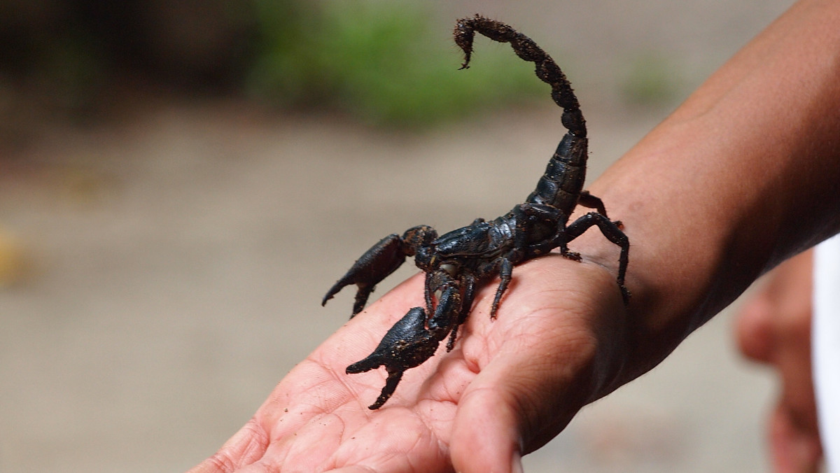 Sprzedawcy smażą skorpiony w głębokim tłuszczu, podobno właśnie wtedy pozbawiając je niebezpiecznego jadu. Niektórzy jedzą je na surowo, usuwając wcześniej jednak kolec jadowy. Skorpiony to azjatycki przysmak dla twardzieli.