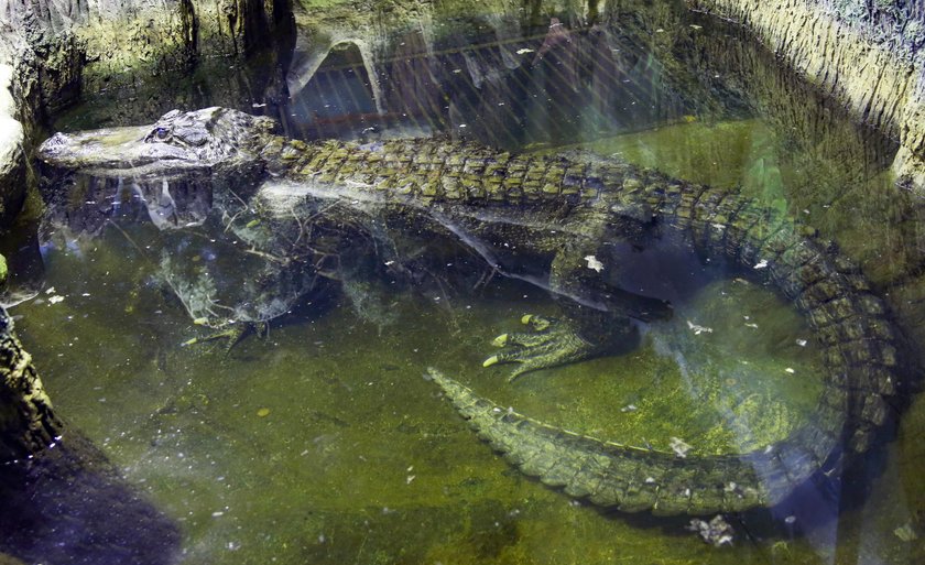 Nie żyje aligator Saturn. Miał 84 lata