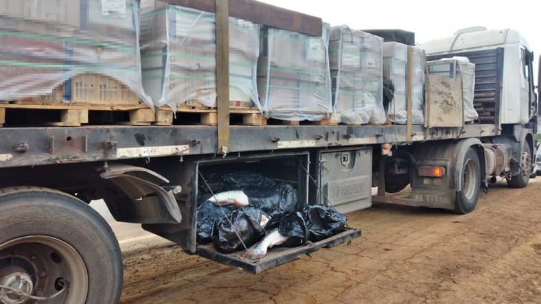 secuestran 99 pescados que eran transportados en un camion 5