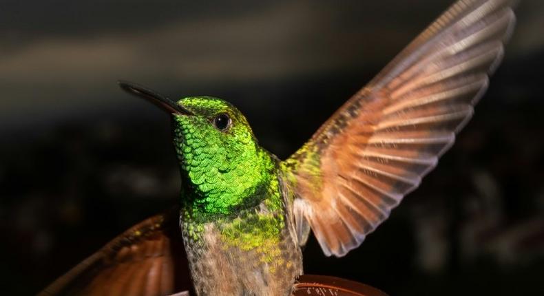 Mexico City has 17 of the world's 330 hummingbird species
