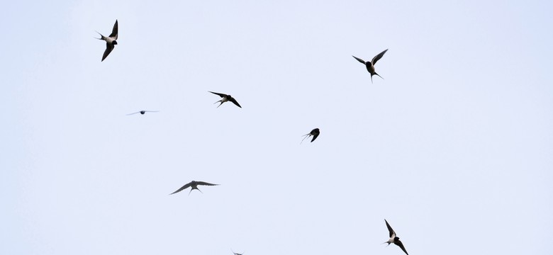 Nietypowe przestępstwo w Świebodzicach. Prokuratura: To pierwszy taki przypadek