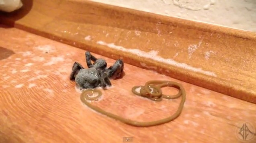 Valjkasti crv je izašao iz tela mrtvog pauka