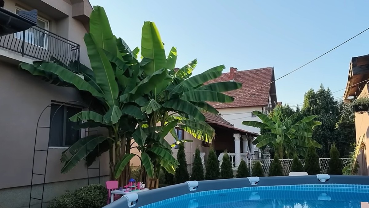 Banana porodice Savić u Obrenovcu