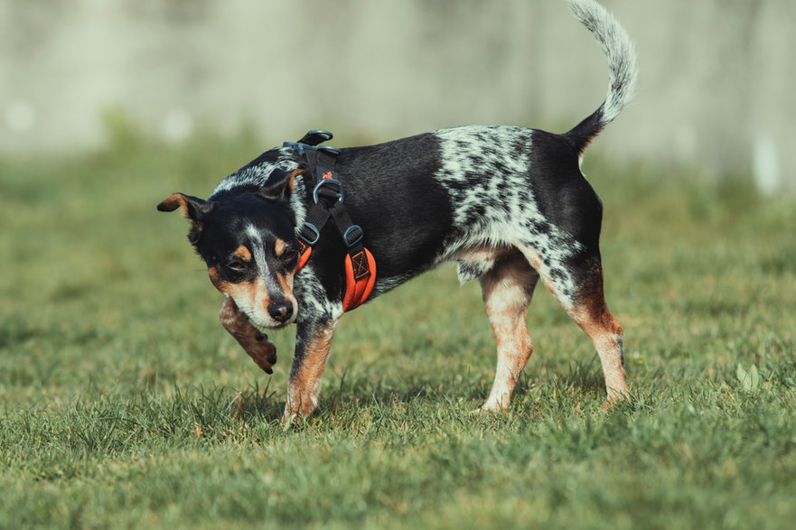 Pies z dyskopatią może odczuwać ból podczas poruszania się - Cody Fitzgerald/unsplash.com