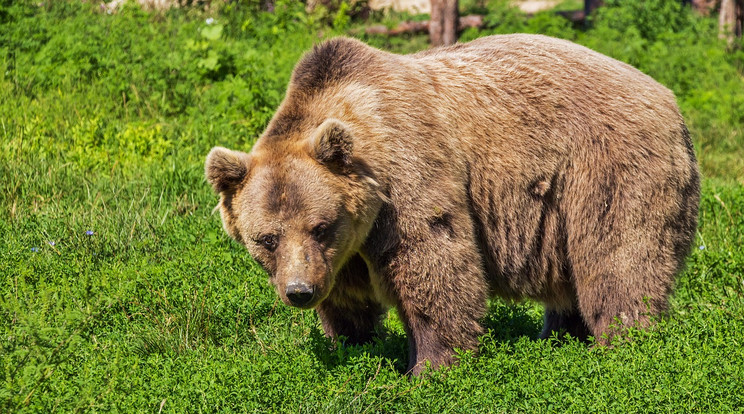 Medve ölhetett meg egy nőt a Yellowstone Nemzeti Parkban / Illusztráció / Fotó: Pixabay