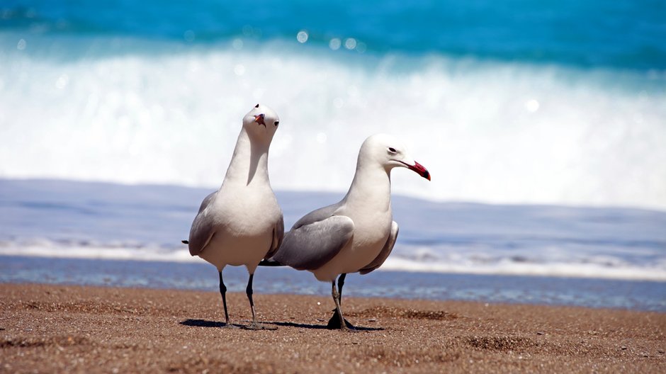 Albatrosy coraz częściej się porzucają. Naukowcy podejrzewają, że przyczyną są zmiany klimatu