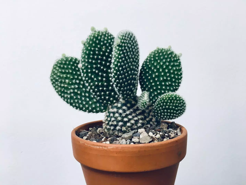 Pour choisir des plantes d’intérieur, le mieux est encore de demander conseil dans une boutique spécialisée. Die Pflanzerei a deux magasins à Zurich: dans la Josefstrasse et la Kornhausstrasse.