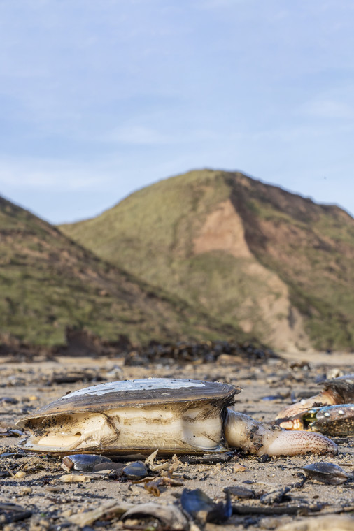 Martwy małż wyrzucony na plażę w Saltburn w Wielkiej Brytanii.