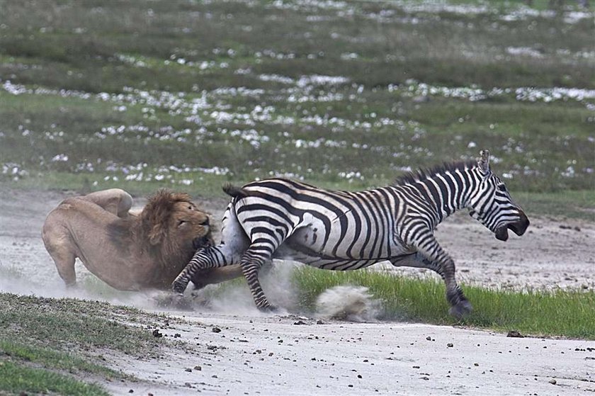 Brawo zebra! Lew dostał w pysk. FOTO