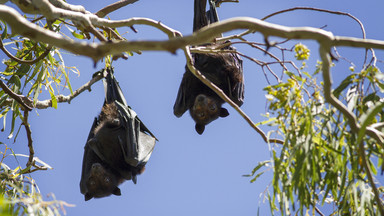 Fala ciepła zabiła jedną trzecią nietoperzy owocowych w Australii