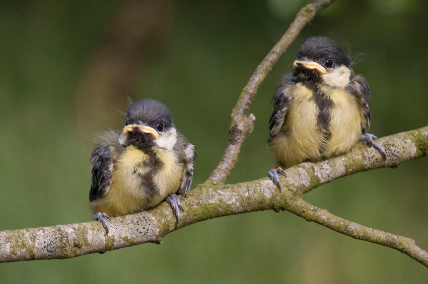 Ko bi rekao da su tako krvoločne?