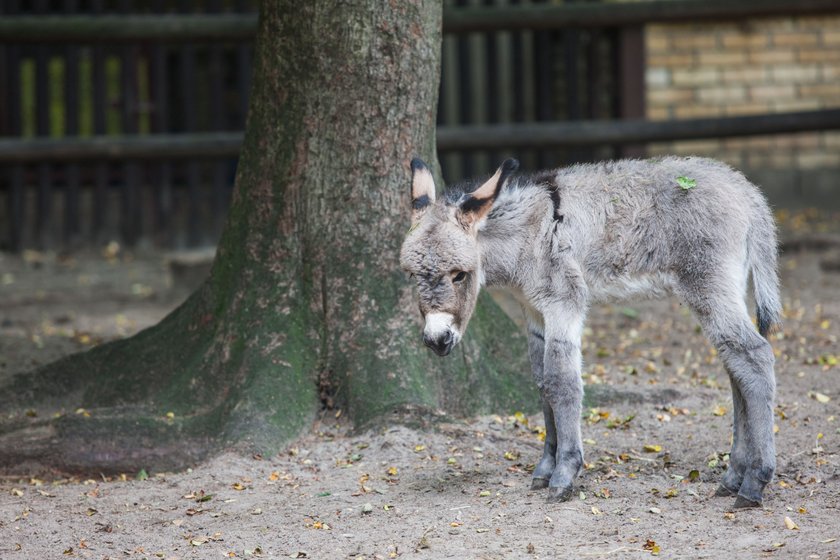 Osiołek George w zoo