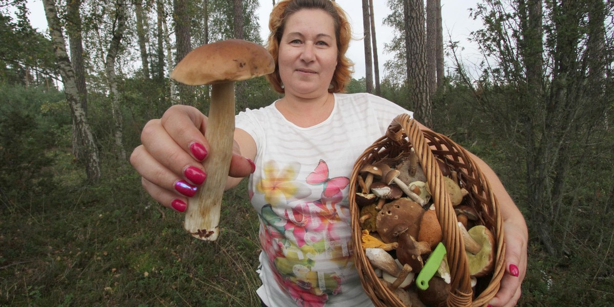 Baw się z Faktem: cała Polska rusza na grzyby!