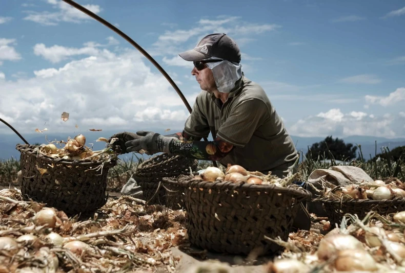 Polje luka u Kartagu, Kostarika