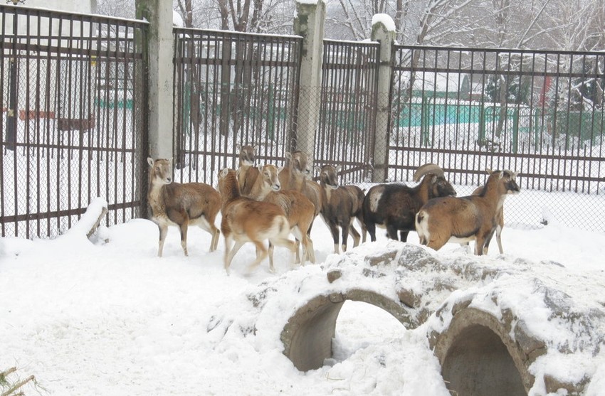 Ili dođite, platite ulaznicu ili će životinje uginuti od gladi