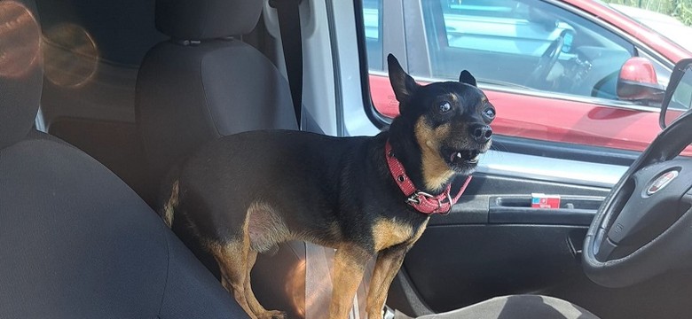 Zostawiła psa w rozgrzanym aucie na 2,5 godziny. Tłumaczyła, że poszła zwiedzać wydmy