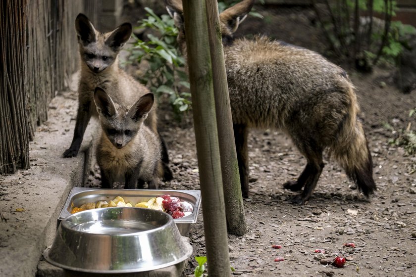 W zoo urodziły się otocjony