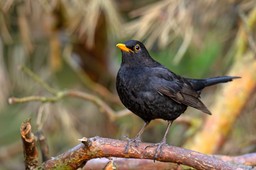 Ile wiesz o ptakach w Polsce? Sprawdź się, 10/10 dla wielu poza zasięgiem