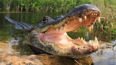 Floryda: aligator zaatakował rowerzystę