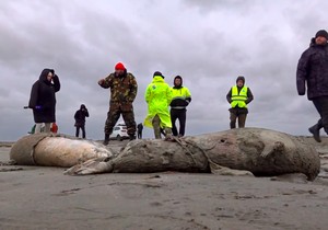Mrtve foke na obalama Kaspijskog jezera