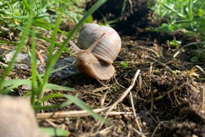 Winniczki zbiera się rano. Profesjonalny zbieracz dostarcza do skupu nawet ok. 40 kg dziennie.