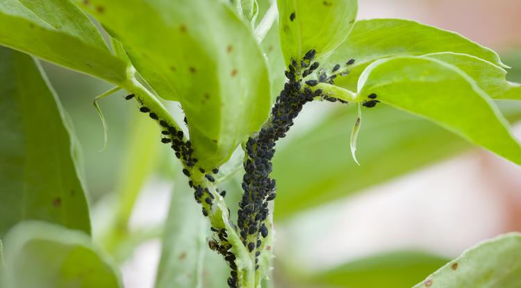 Így szabadulhatsz meg a kertben lévő rovaroktól. Fotó: Getty Images
