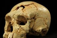 czaszka morderstwo archeologia 